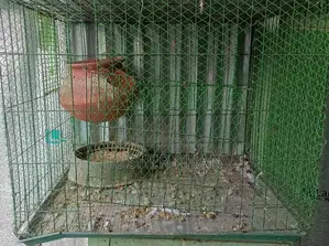 Cage with top netting and three-sided enclosure