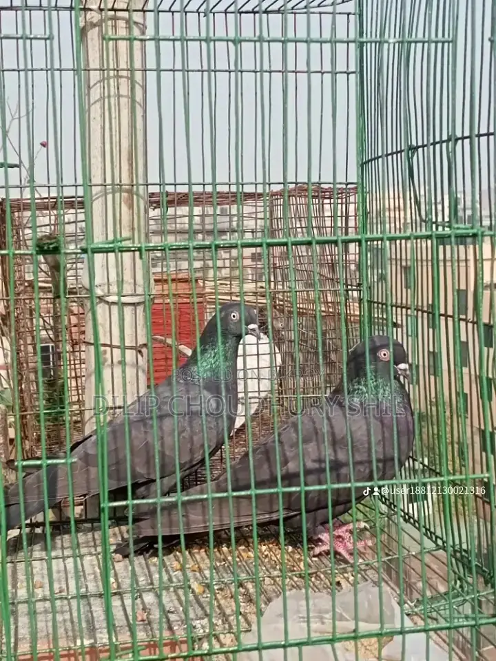 Myna Bird Pair for Sale - Location: Tongi, Gazipur