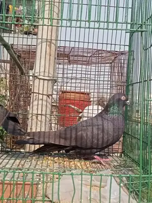 Myna Bird Pair for Sale - Location: Tongi, Gazipur