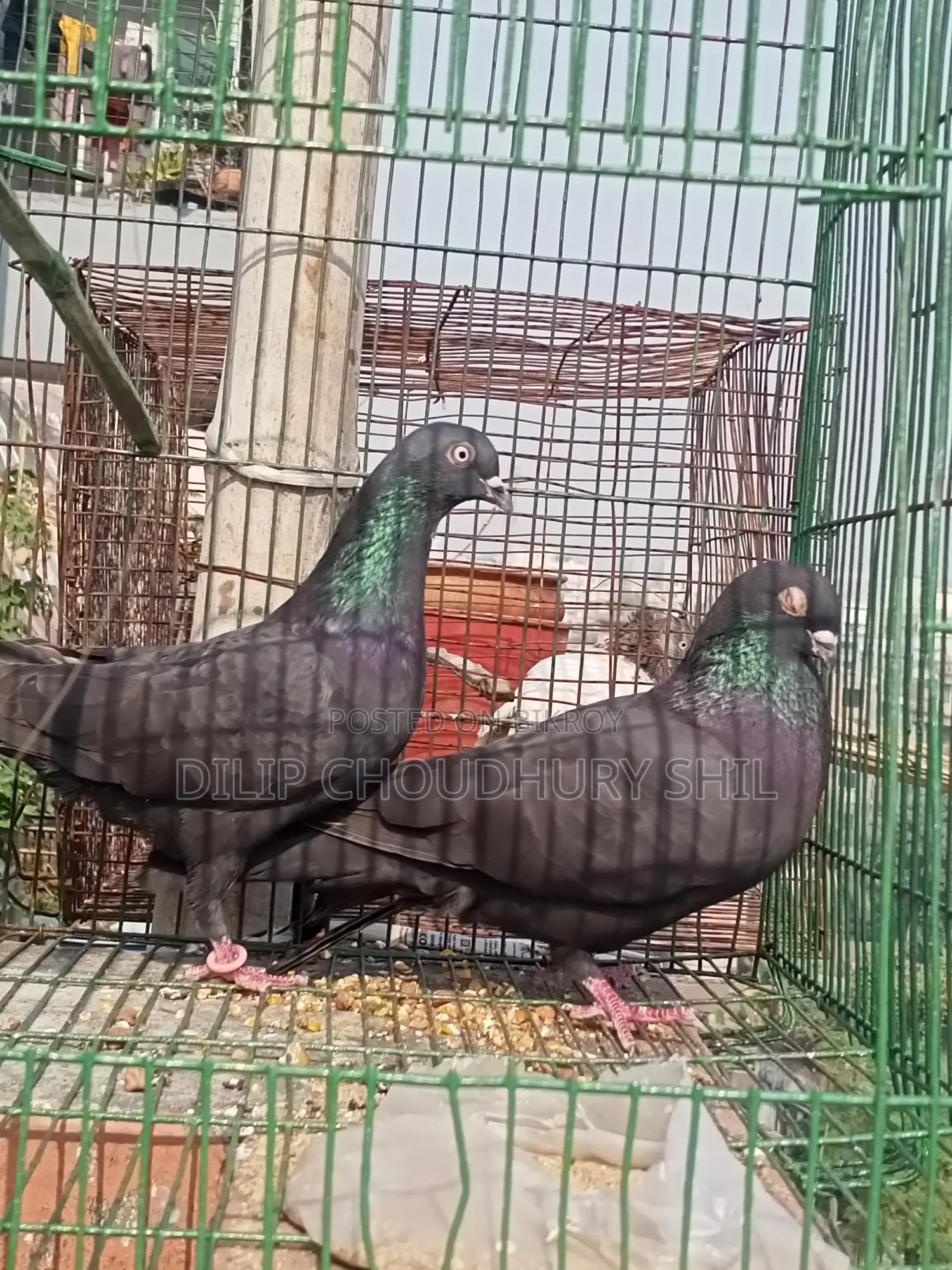 Myna Bird Pair for Sale - Location: Tongi, Gazipur