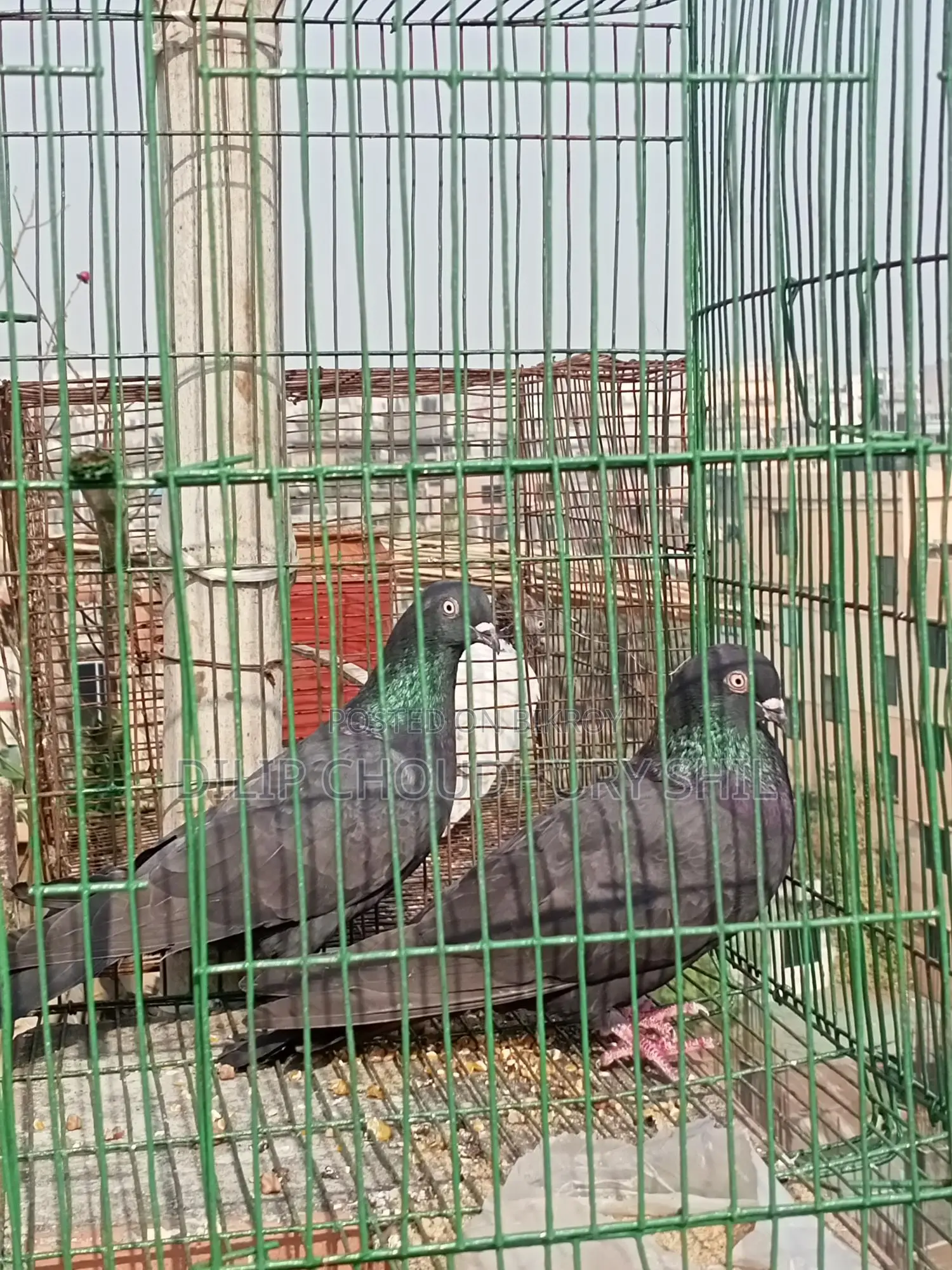 Myna Bird Pair for Sale - Location: Tongi, Gazipur