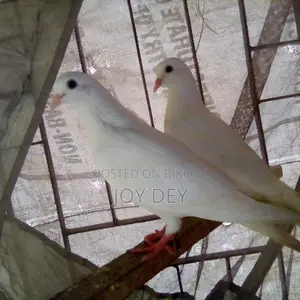 এক জোড়া ৱানিং কবুতৱ ডিম বাচ্চা গে্ৱেটি