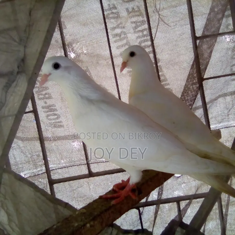 One pair of Warning pigeons with eggs and chicks
