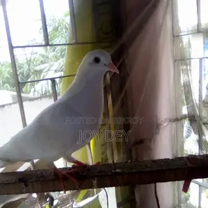One pair of Warning pigeons with eggs and chicks