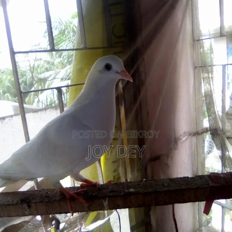 One pair of Warning pigeons with eggs and chicks