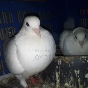 One pair of Warning pigeons with eggs and chicks
