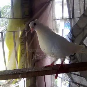 One pair of Warning pigeons with eggs and chicks