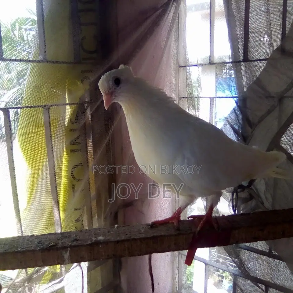 One pair of Warning pigeons with eggs and chicks