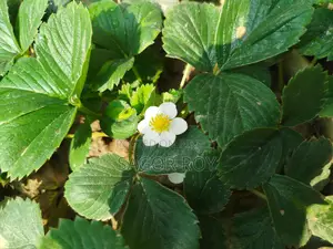 স্ট্রবেরি গাছ। টব সহ, প্রতি টবে ৪-৫ পিচ।