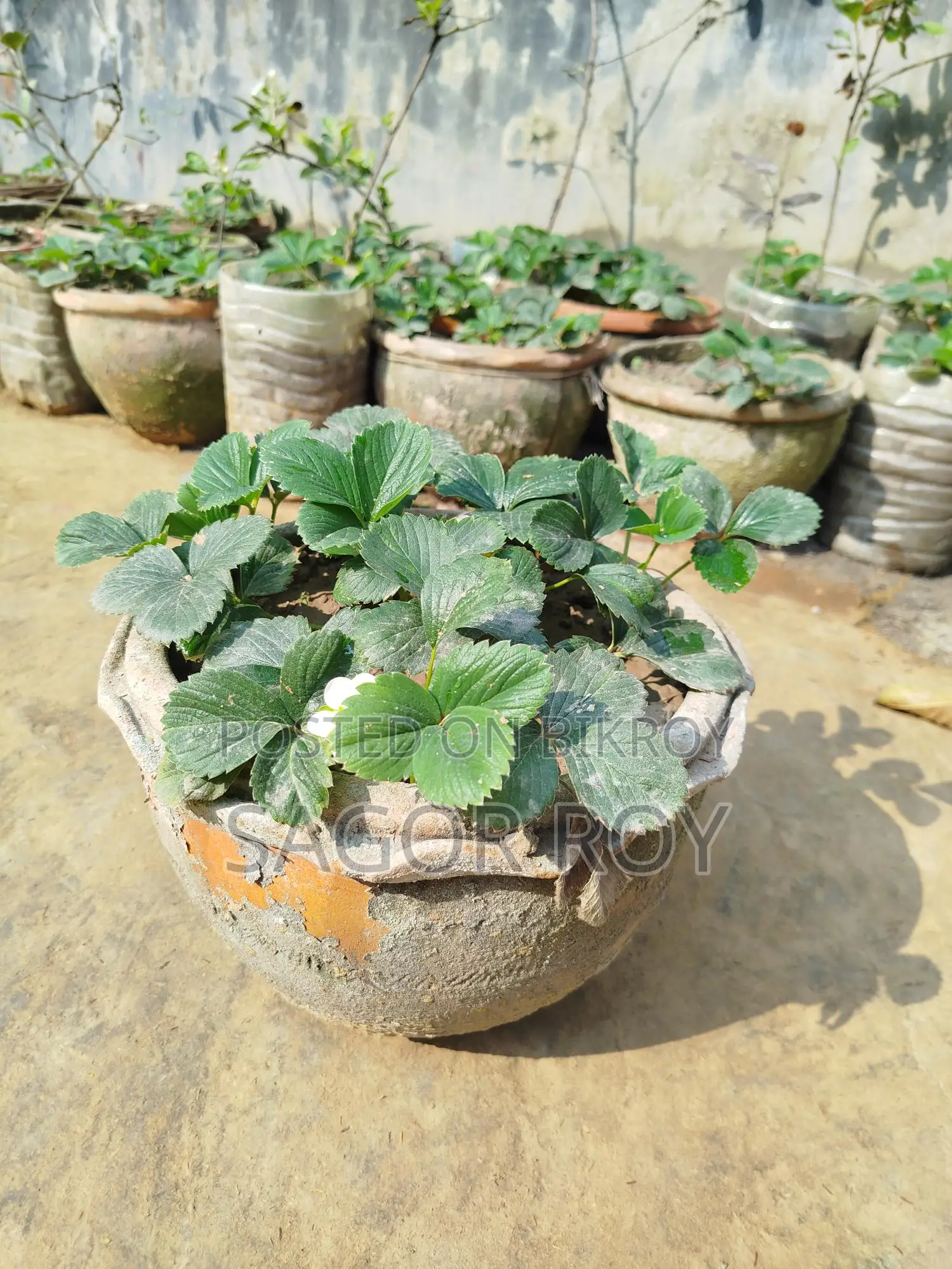 Strawberry Plant. With pot, 4-5 pieces per pot.