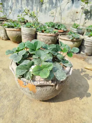 স্ট্রবেরি গাছ। টব সহ, প্রতি টবে ৪-৫ পিচ।