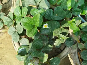 Strawberry Plant. With pot, 4-5 pieces per pot.