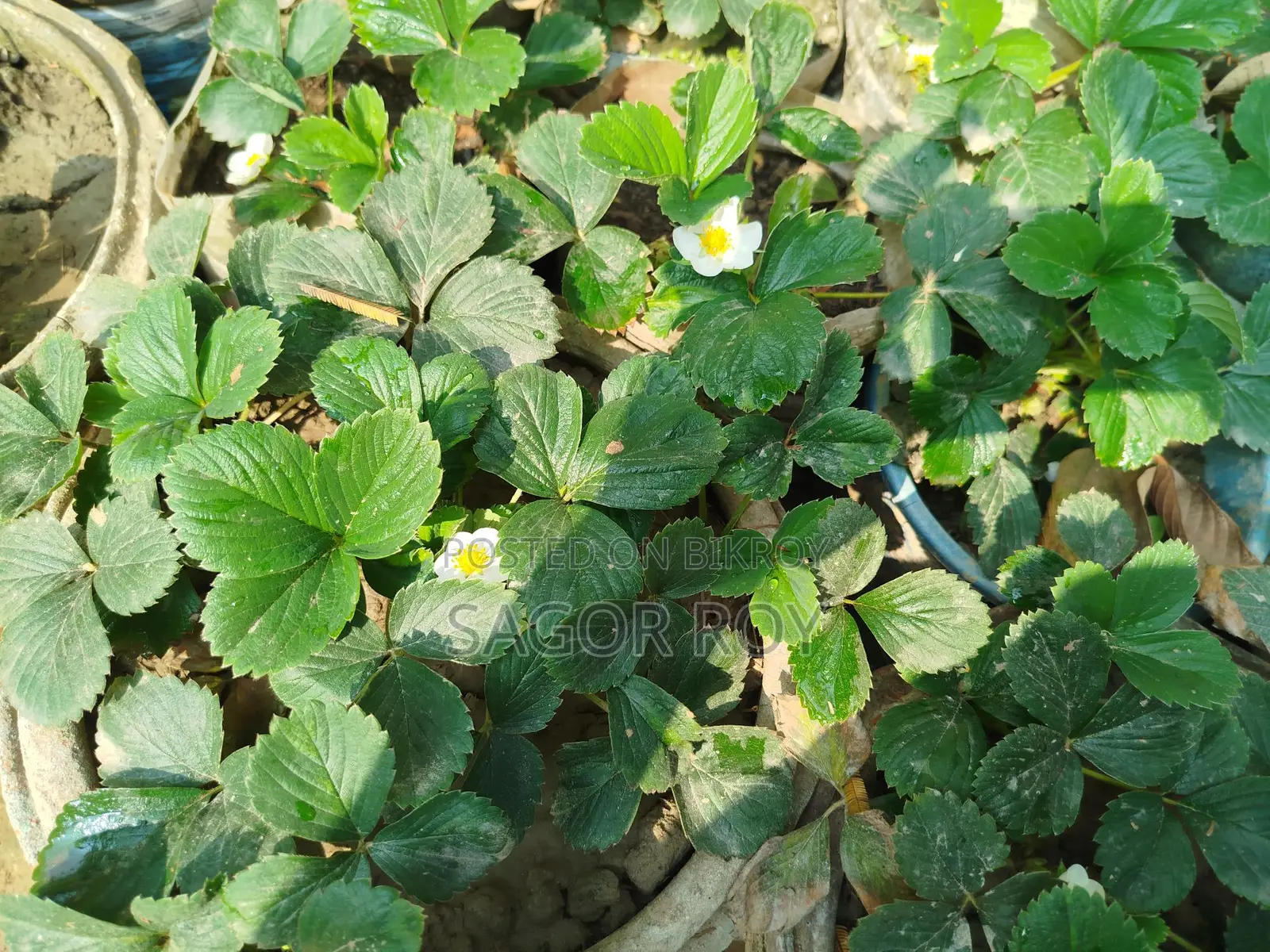 Strawberry Plant. With pot, 4-5 pieces per pot.