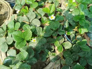 Strawberry Plant. With pot, 4-5 pieces per pot.