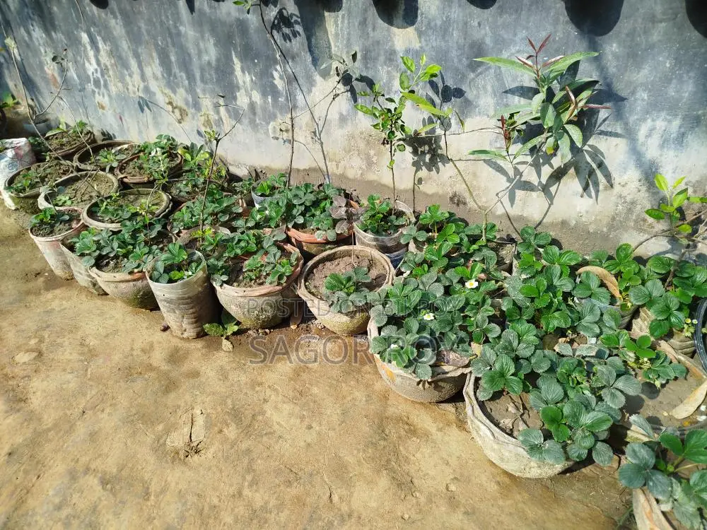 Strawberry Plant. With pot, 4-5 pieces per pot.
