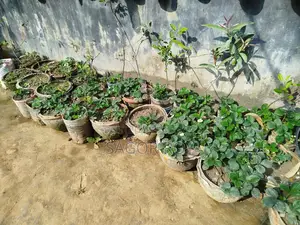 Strawberry Plant. With pot, 4-5 pieces per pot.