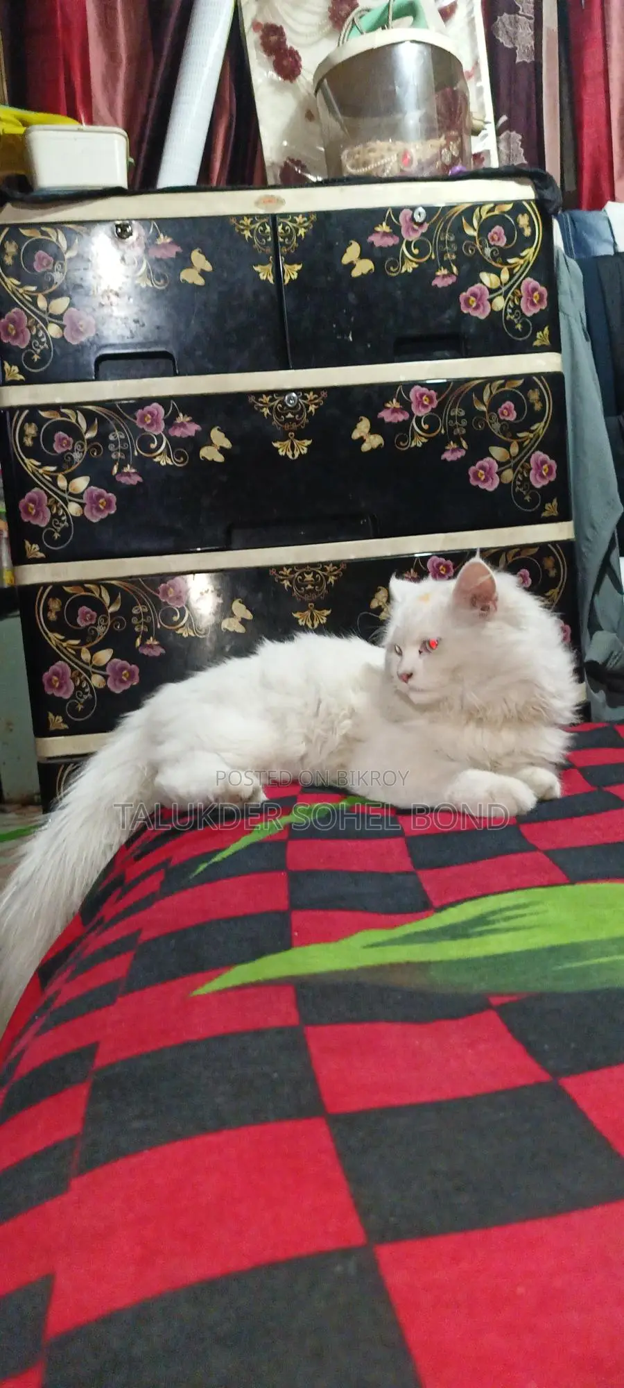 পার্সিয়ান ব্লু আইস বিড়াল
