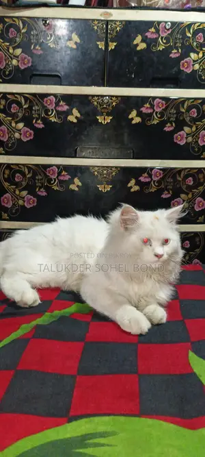 Persian Blue-Eyed Cat