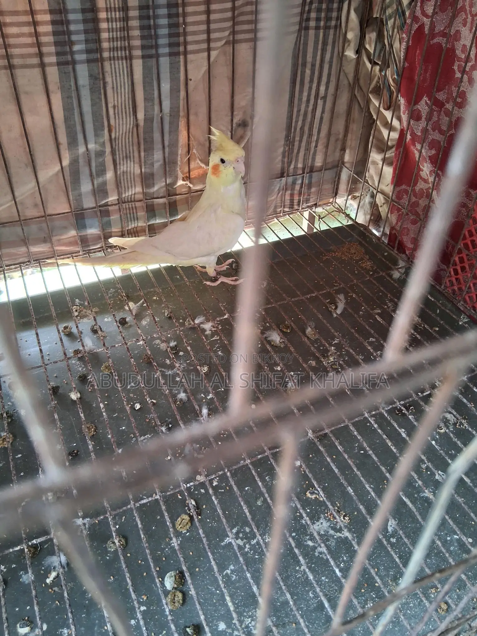 Cockatiel Semi-Adult