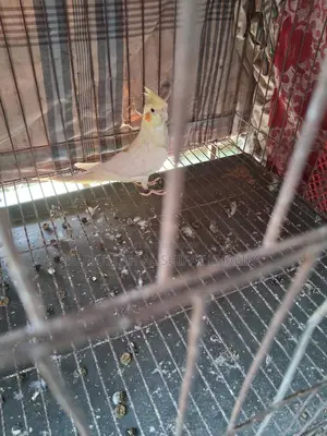 Cockatiel Semi-Adult