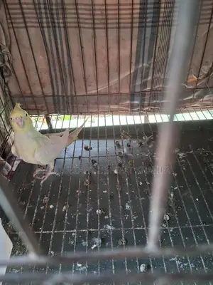 Cockatiel Semi-Adult