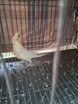 Cockatiel Semi-Adult