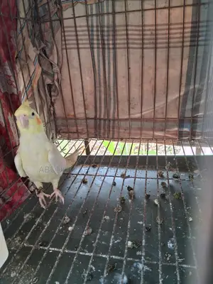 Cockatiel Semi-Adult
