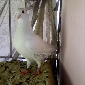 কাটছি কবুতৱ