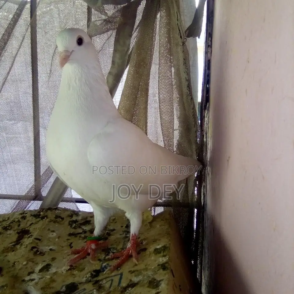 Pigeons for Sale
