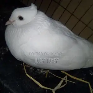 Pigeons for Sale