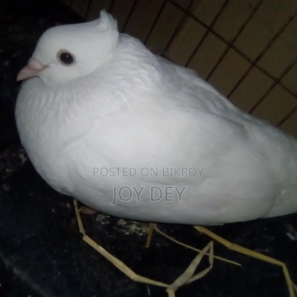 Pigeons for Sale