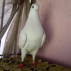 Pigeons for Sale