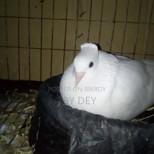 Pigeons for Sale