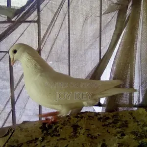 Pigeons for Sale