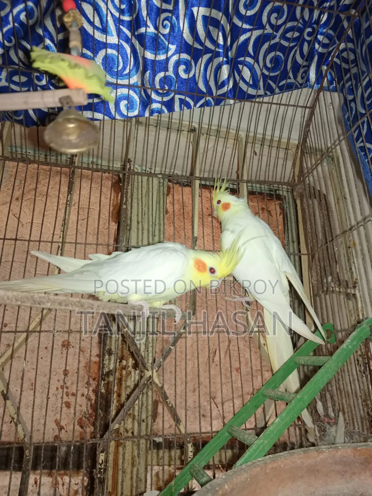 Cockatiel Birds