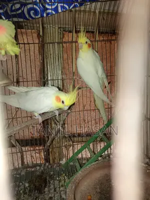 Cockatiel Birds