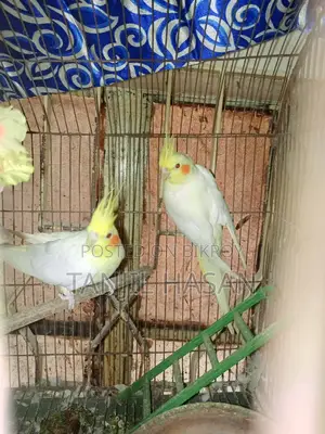 Cockatiel Birds