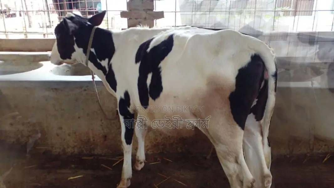 বকনা বাছুর বিক্রয় হবে । (৯৬৮ নং)