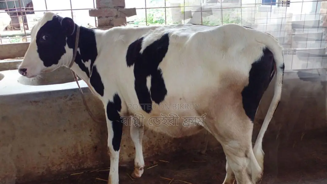 বকনা বাছুর বিক্রয় হবে । (৯৬৮ নং)
