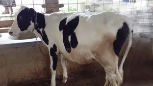 বকনা বাছুর বিক্রয় হবে । (৯৬৮ নং)