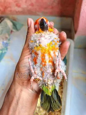 Birds For Sell