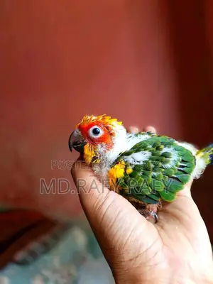 Birds For Sell