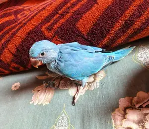 Birds For Sell