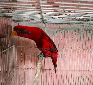 Birds For Sell