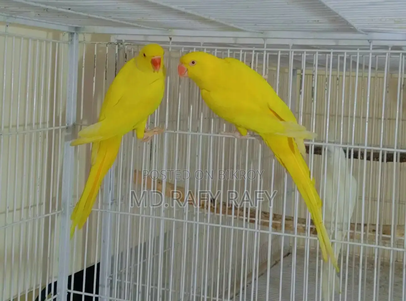 Birds For Sell