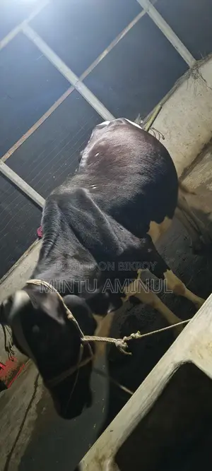 Milch Cow for Sale with Calf, 11-12 Liters Milk Yield, 4 Teeth
