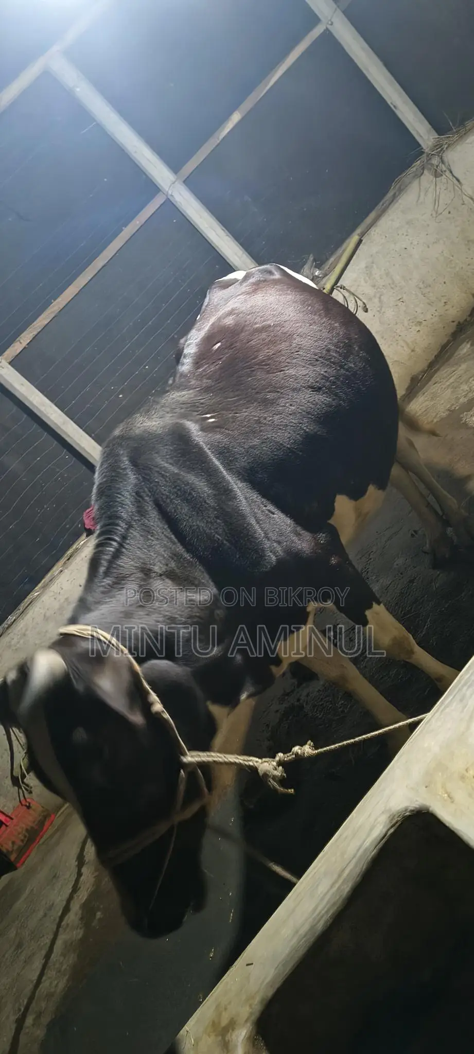 Milch Cow for Sale with Calf, 11-12 Liters Milk Yield, 4 Teeth