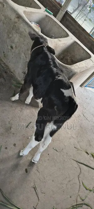 Milch Cow for Sale with Calf, 11-12 Liters Milk Yield, 4 Teeth