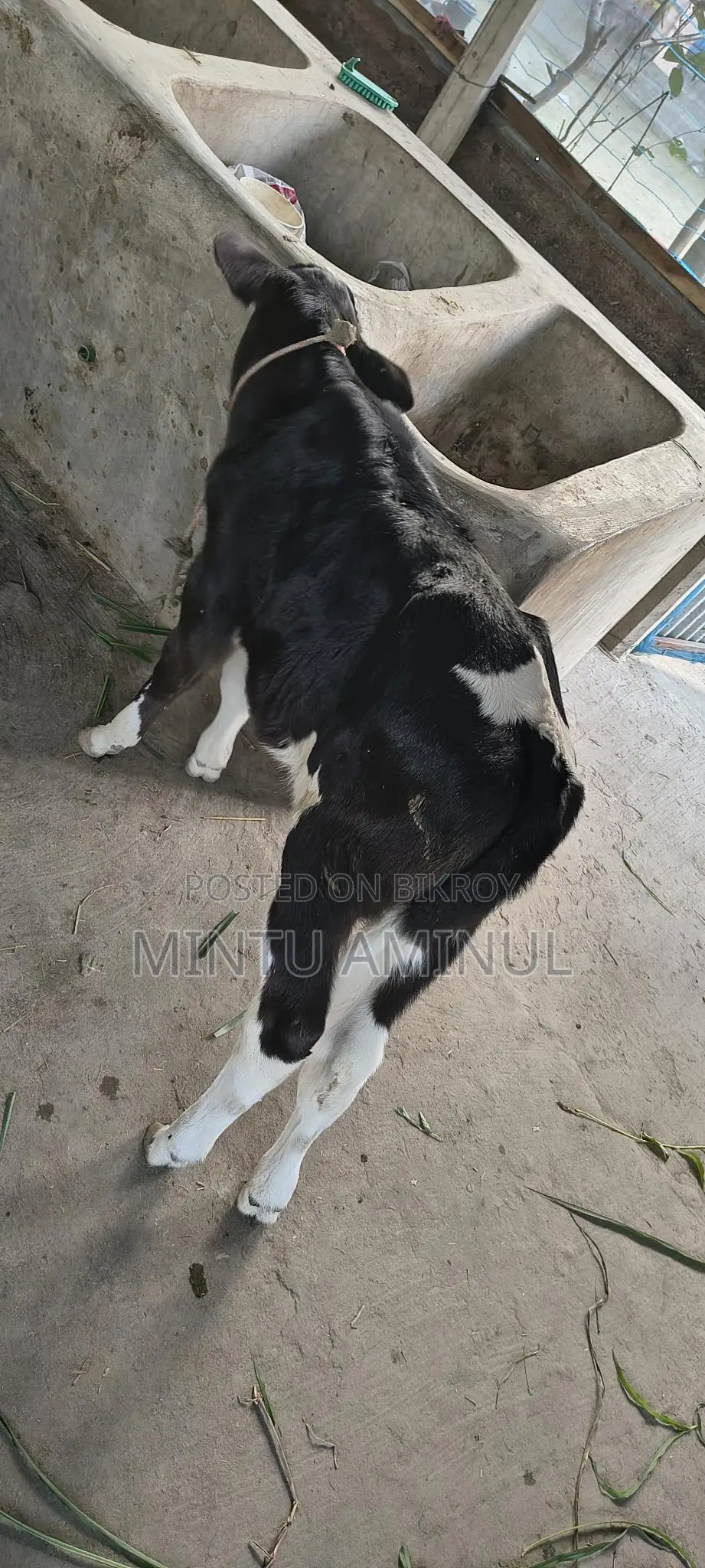 Milch Cow for Sale with Calf, 11-12 Liters Milk Yield, 4 Teeth