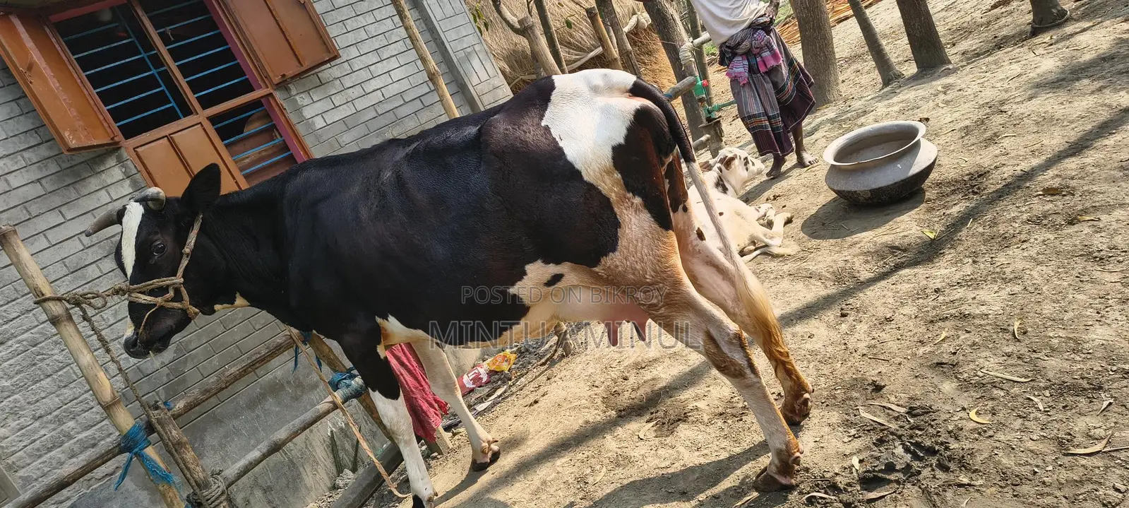 Milch Cow for Sale with Calf, 11-12 Liters Milk Yield, 4 Teeth